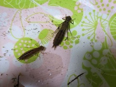 PXL_20230515_101743299