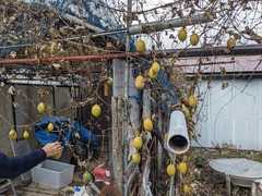 PXL_20241218_044528314.MP