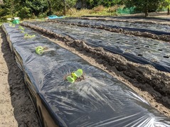 PXL_20221012_050659363.MP