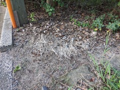 PXL_20240917_214247884