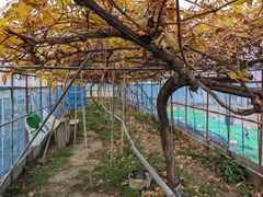 PXL_20241218_044346958