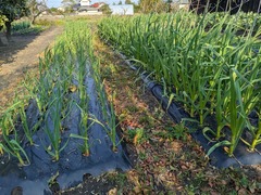 PXL_20250413_223634291