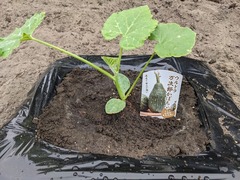 PXL_20240522_065050604