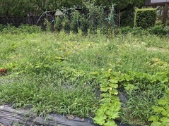 PXL_20210721_071813774