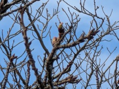 PXL_20260325_230819723.MP