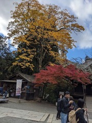 PXL_20241118_014239328