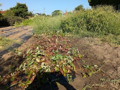 PXL_20250724_231037294