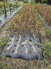 PXL_20240531_044601977