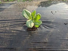 PXL_20221209_070414700.MP