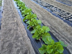 PXL_20251117_000125337.MP