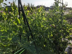 PXL_20220430_074921609