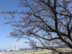 PXL_20220329_064513486