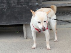 PXL_20260101_073744662.MP