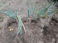 PXL_20250717_045009361