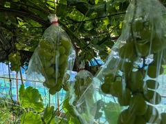 PXL_20250826_004420015