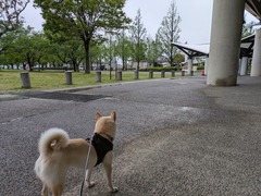 PXL_20250422_213740310.MP