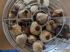 PXL_20240615_225403565.PORTRAIT