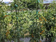 PXL_20210721_071653348