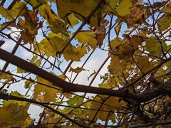 PXL_20241218_044203012