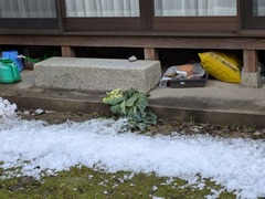 PXL_20250318_231228917