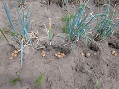 PXL_20250717_044931414.MP