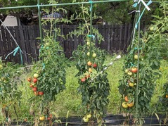 PXL_20210721_071722570