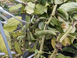 PXL_20210510_073123201