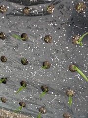 PXL_20251203_071048768.MP