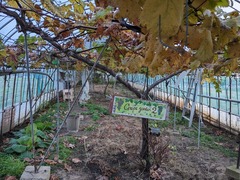 PXL_20241122_075106952