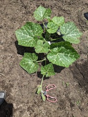 PXL_20240610_034854968