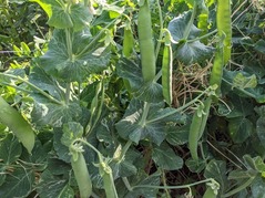 PXL_20220430_074757702