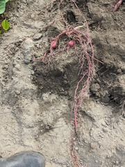 PXL_20240905_233443307