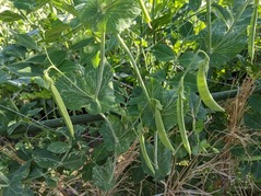 PXL_20220430_074745760.MP