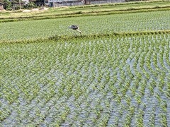 PXL_20240704_082131423