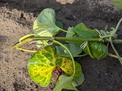 PXL_20230723_080243968