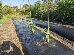 PXL_20220501_074859175