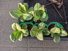 PXL_20221209_070030410