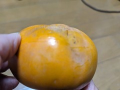 PXL_20241020_211101577.MP