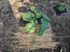 PXL_20240610_082739246