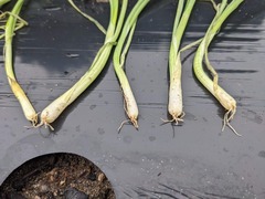 PXL_20241029_065340833