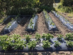 PXL_20240513_235818736