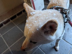 PXL_20240124_074707385.MP