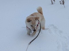 PXL_20260208_065003025.MP