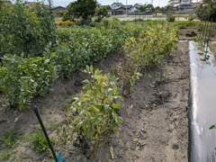 PXL_20250529_071931302