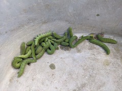 PXL_20211223_071611756.MP