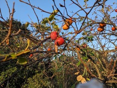 PXL_20231102_221434081