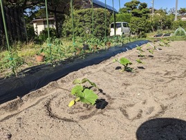 PXL_20210519_070557573