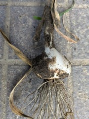 PXL_20250616_223420769