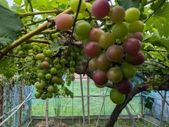 PXL_20250709_034226051