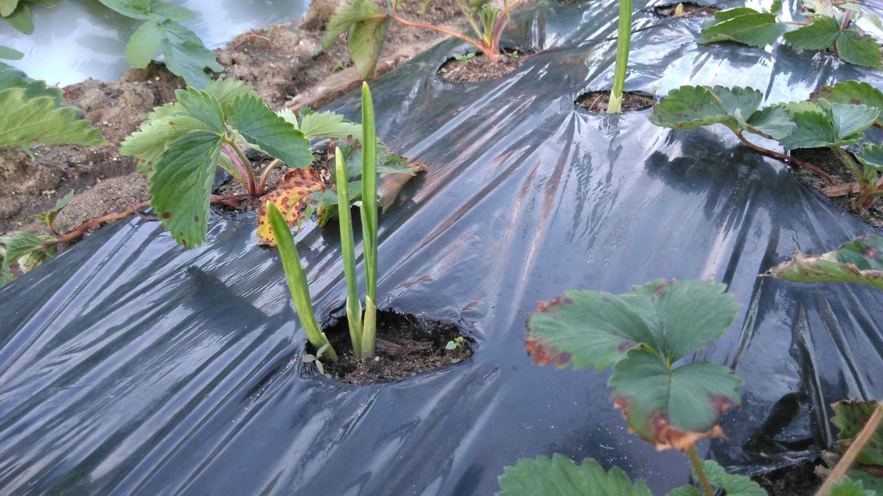 秋の農事を終える 曽田博久のblog